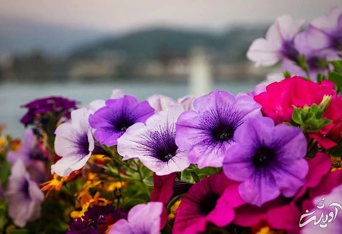 روز ملی گل و گیاه 